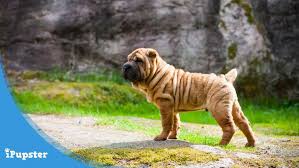 Best Dog Food For A Chinese Shar Pei In 2019