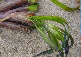 Posidonia oceanica - VerdeOstuni