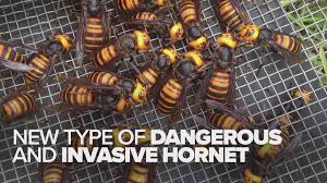 hornet vs cicada wasp