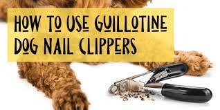 use guillotine style dog nail clippers