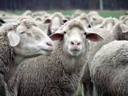 Résultats de recherche d'images pour « troupeau moutons »