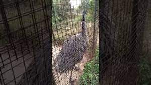 Sunukpahari park / sunukpahari park p. Amazing Bird Emu Bird At Sunukpahari Eco Park At Bankura West Bengal India Youtube