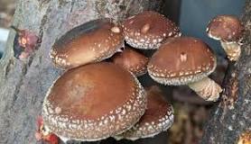 What gourmet mushrooms can you grow?