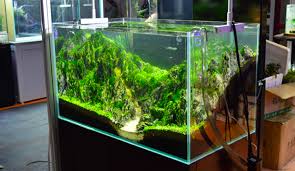 How Long Do Fish Tanks Last Fish