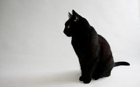 Hd Wallpaper Large Black Cat Animals