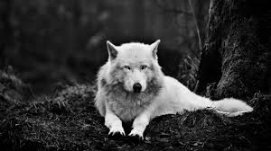 Wolf 4k 5k 8k wallpapers. Wolf Wallpaper Alaskan Tundra Wolf White Wolf Black And White Wildlife Wallpaper For You Hd Wallpaper For Desktop Mobile 4k Best Of Wallpapers For Andriod And Ios