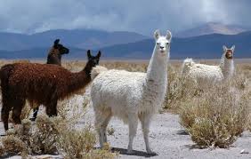 Image result for Llama images