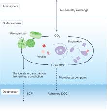 marine carbon cycle nature microbiology
