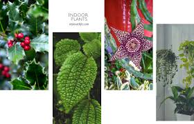 6 diffe types of plants with names
