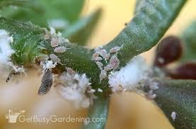 Mealybugs On Your Houseplants