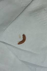 larvae of a carpet beetle pest
