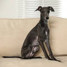 Look at pictures of italian greyhound puppies who need a home. Italian Greyhound Breed Information Characteristics Heath Problems Dogzone Com