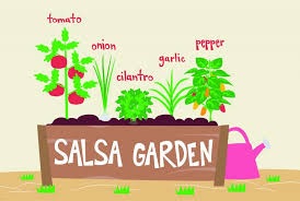 Grow An Amazing Salsa Garden Sunny