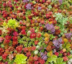 cote farms colorful magic carpet sedum