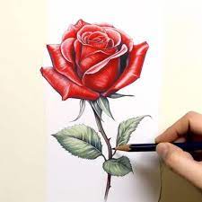 beautiful rose drawing ideas