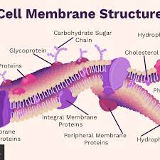 Talking of plasma membrane, do you remember from our previous article on cell facts that there 8. Cell Membrane Function And Structure