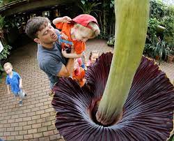 • the corpse flower uses its foul smell to attract pollinators which typically feed on dead animals. Stinky Corpse Flower Draws Flies And Visitors To Madison S Olbrich Botanical Gardens Local News Madison Com