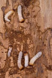 get rid of woodworm furniture beetles