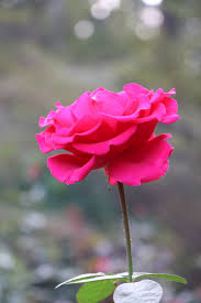 rose flower photo free