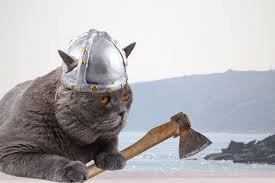 norse cat names 300 ideas viking