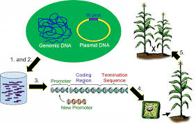 genetic engineering genetics