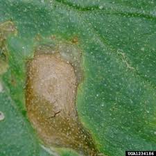 identify and control leaf blight
