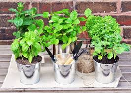 How To Start An Herb Garden This Summer