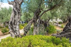 garden of gethsemane images