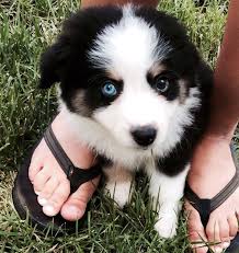 11 Gorgeous Dogs With Different Colored Eyes The Dog