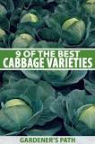 What is the best cabbage?