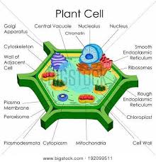 Education Chart Of Biology For Plant Cell Diagram Vector