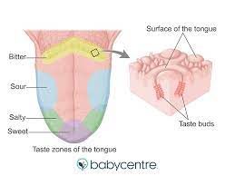 fetal development your baby s sense of