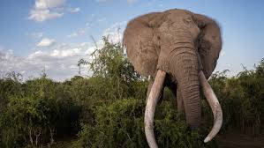 the savanna elephant