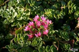 Sedum spurium 'John Creech' | California Flora Nursery