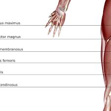 Vastus femoris, lateralis and medialis. Anatomy Of The Hamstring Muscles