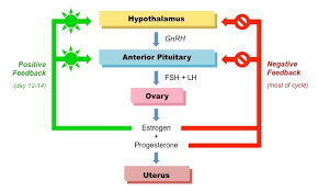 Menstrual Cycle Bioninja