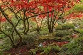 Autumnal Foliage In Japanese Garden