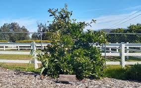 Rootstock Suckers On Citrus Trees