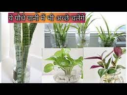 Water Plants Plants Growing Plants