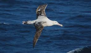 Imagini pentru imagini cu albatrosi