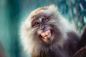 monkey smiling images browse 49 528