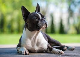 what were boston terriers bred for