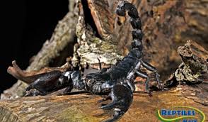 Uroctonus mordax, a light morph. Asian Forest Scorpion Care Sheet Reptiles By Mack