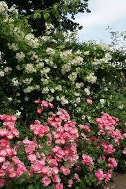 Jetzt im sommer machen viele von euch wieder wunderschöne fotos von den eignen rosen im garten 🌹📸. Kordes Rosen Die Schonsten Rosen Der Welt Rosen De Kordes Rosen