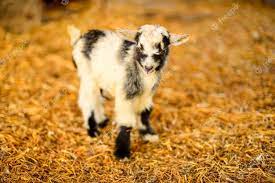 baby goat standing on straw bedding