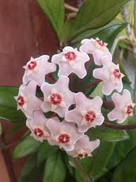 Восъчното цвете е много красиво и оригинално пълзящо растение. Porcelanovo Cvete Voschno Rastenie Hojya Karnosa Cvete Priroda Flora Listo Cveten Rastenie Cvyat Pikist
