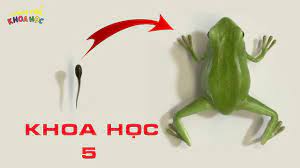 Sự sinh sản của ếch - Khoa học lớp 5 - YouTube