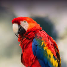 scarlet macaw personality food care