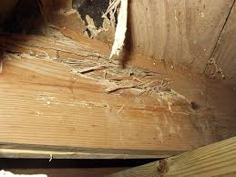 termite damage to your sub floor