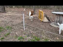Electric Fencing Solutions For Goats
